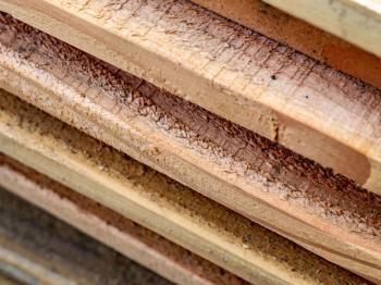 Alles wat u moet weten over Douglas hout in de tuin