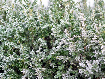 Winterharde planten