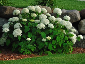 Hortensia snoeien