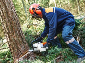 Bomen kappen