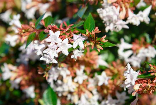 Abelia