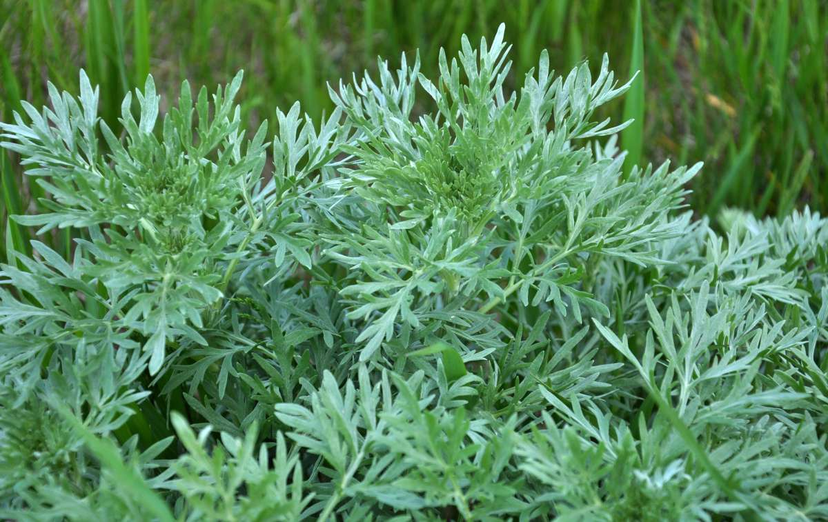Kritiek Toegepast Veraangenamen Artemisia Absinthium - Absintalsem | Hovenier.nl