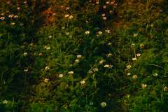 Afrikaanse pyrethrum