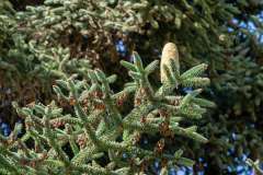 Algerijnse zilverspar