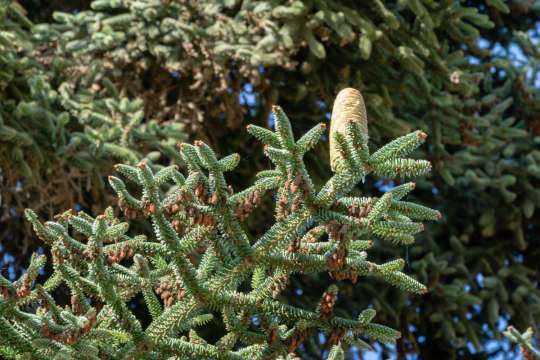 Algerijnse zilverspar