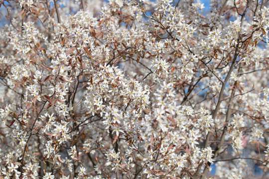 Amerikaans krentenboompje