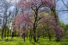 Amerikaanse judasboom