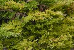 Amerikaanse schijncipres