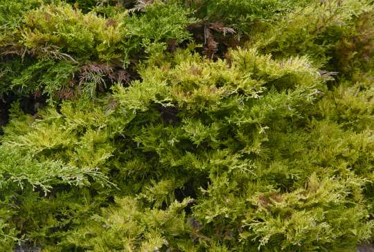 Amerikaanse schijncipres