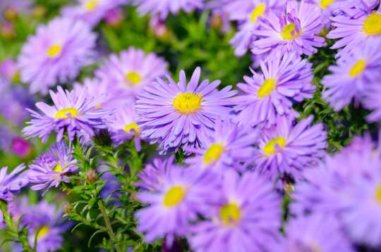 Aster