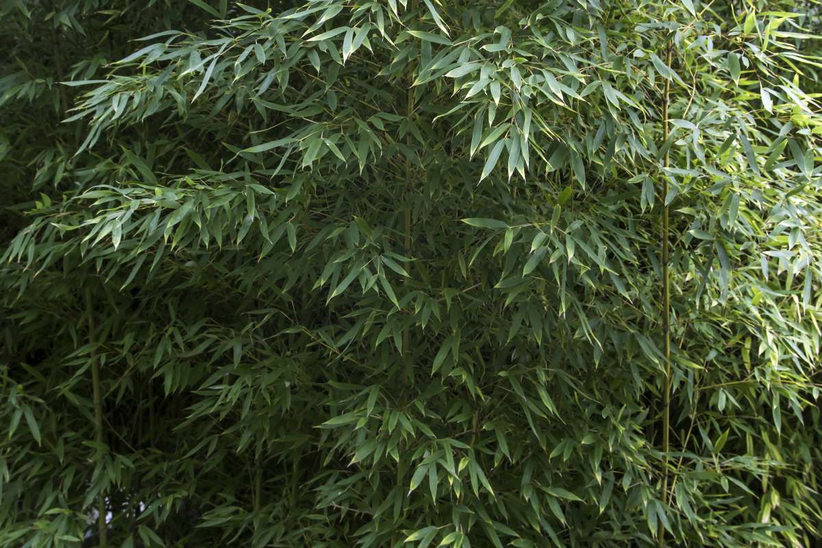 Ochtend gymnastiek Leesbaarheid formule Bamboe: Snoeien, Planten, Verzorging & Stekken | Hovenier.nl