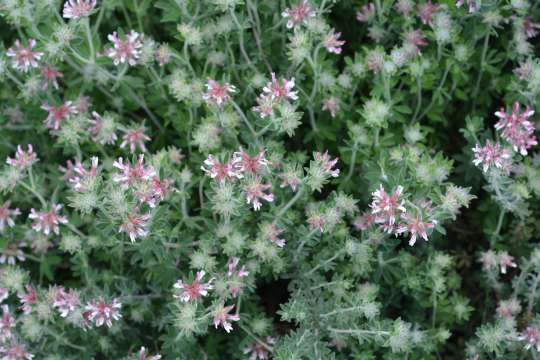 Behaarde kanarieklaver