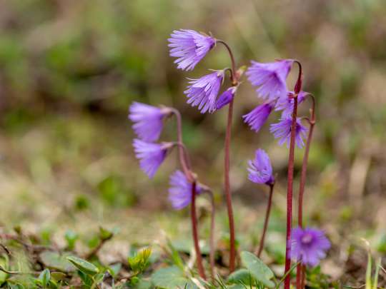 Soldanella