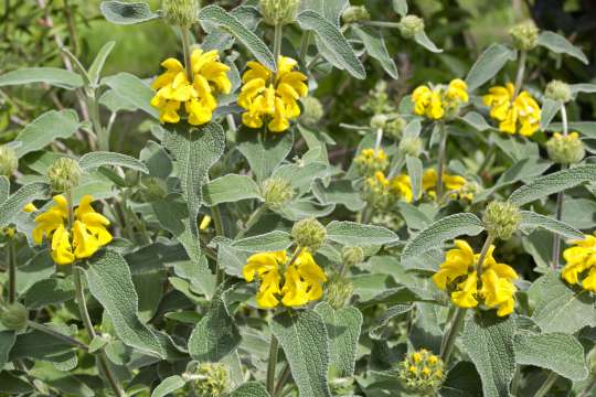 Phlomis