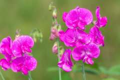 Brede lathyrus