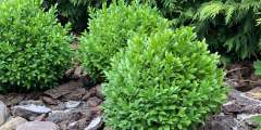 Buxus sempervirens