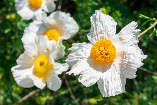 Californische boompapaver