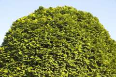 Californische cipres