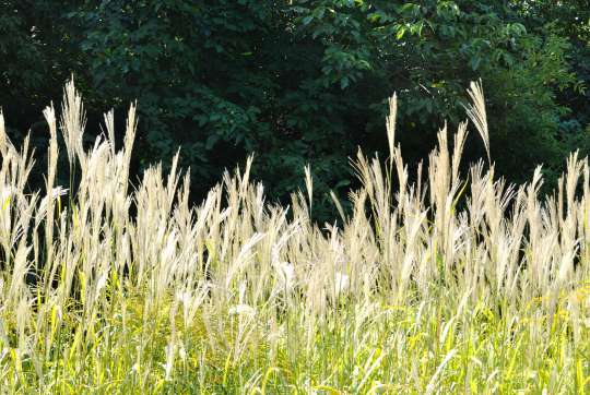 Miscanthus