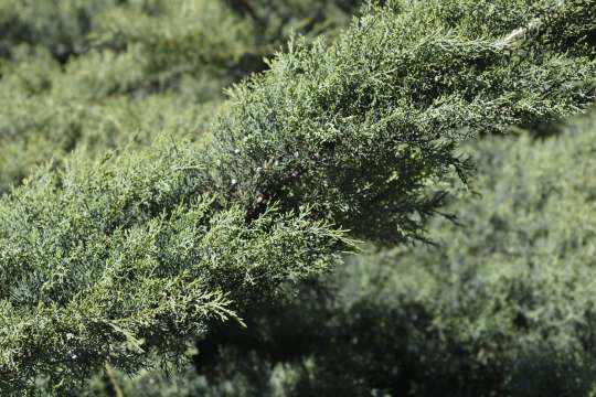 Juniperus