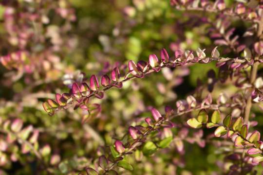 Chinese kamperfoelie