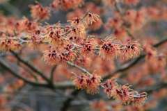 Chinese toverhazelaar