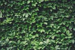 Chinese wilde wingerd