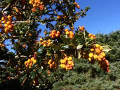Darwins berberis