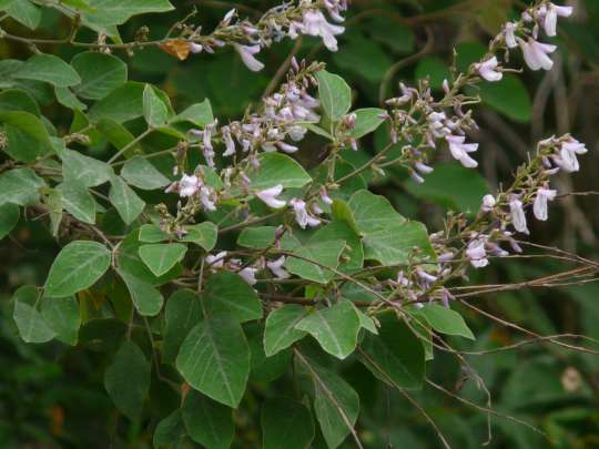 Desmodium