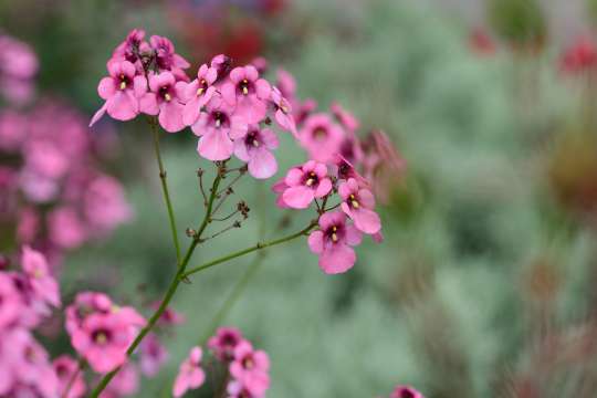 Diascia