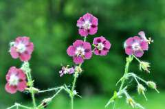 Donkere ooievaarsbek