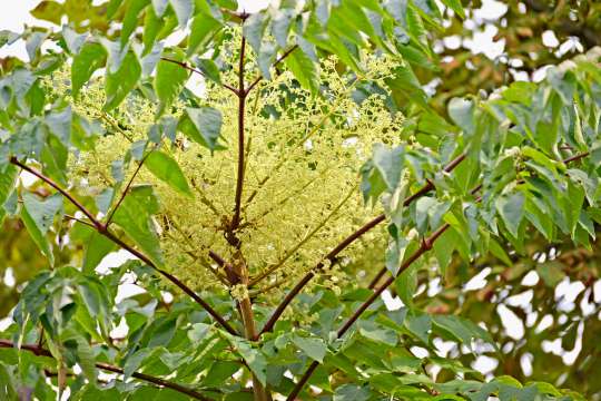 Aralia