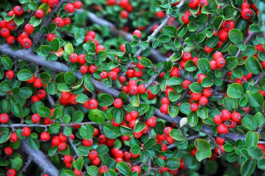 Cotoneaster