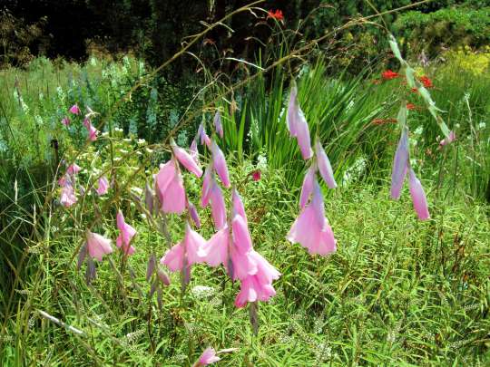 Dierama
