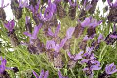 Franse lavendel