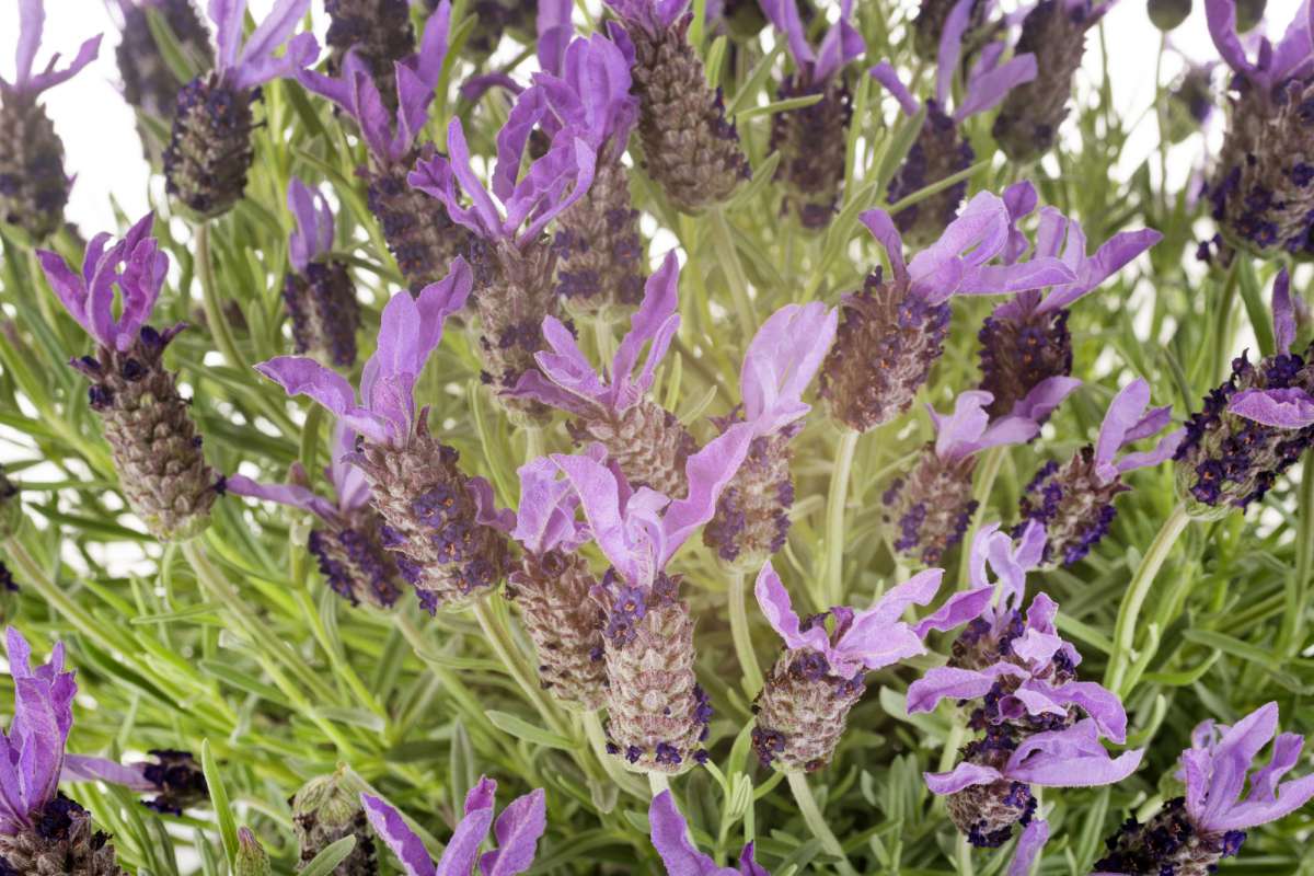 Franse lavendel - stoechas subsp. pedunculata | Hovenier.nl