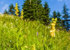 Geel vingerhoedskruid