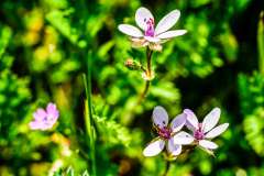 Gevlekte ooievaarsbek