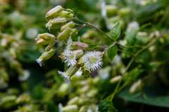 Gewimperde blaassilene