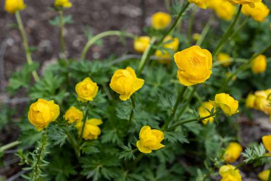 Trollius