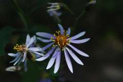 Grootbladige aster