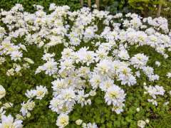 Haarlems klokkenspel