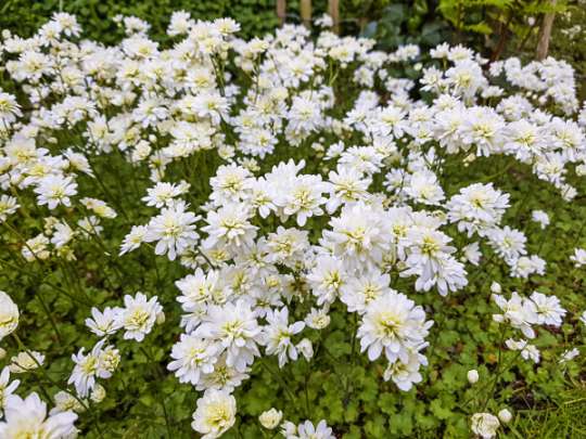 Haarlems klokkenspel