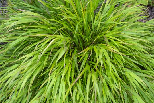 Hakonechloa