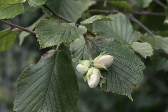 Corylaceae
