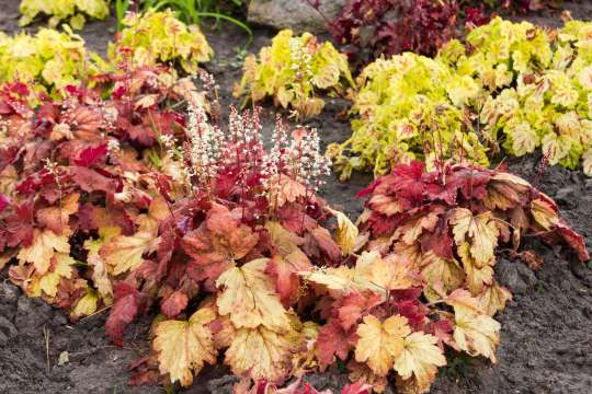 Heucherella