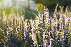 Hyssop