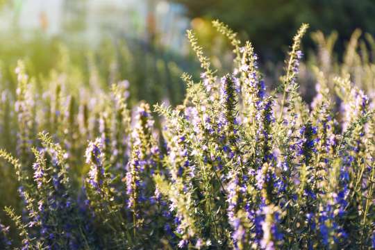 Hyssop