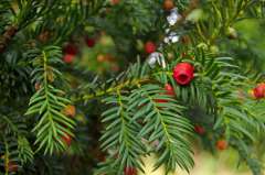 Ierse taxus
