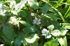 Indische Alruinwortel